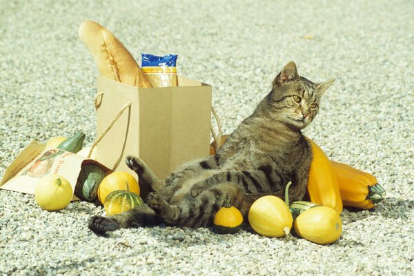 Kotofei se encuentra cansado en una bolsa de papel con verduras desmenuzadas