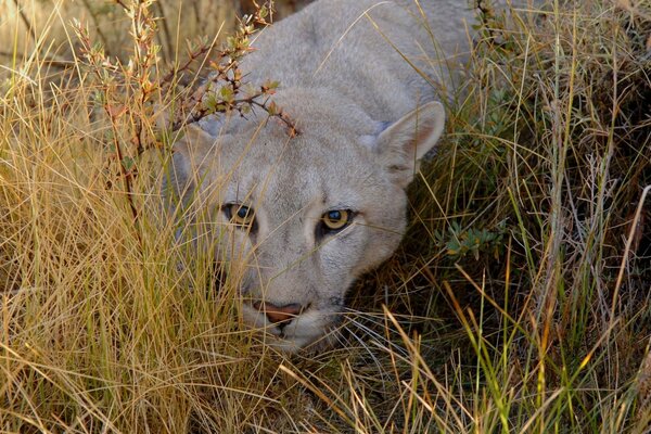 La mirada del tigre preparado para el lanzamiento