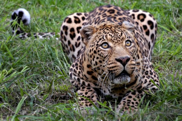 In Africa, a leopard lies on the grass