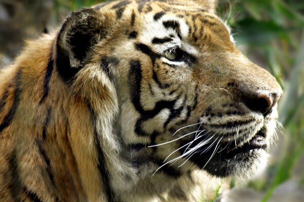 La mirada dominante de un tigre mirando a lo lejos