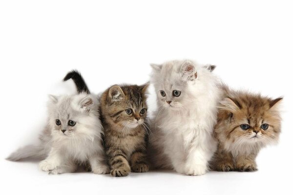 Vier süße flauschige Kätzchen