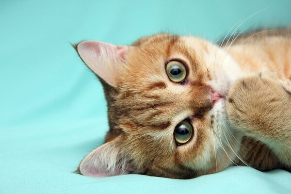 A red kitten on a turquoise background
