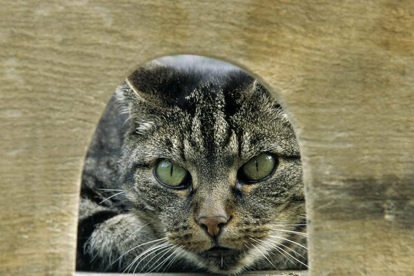 Un gato con ojos verdes Mira hacia el visón