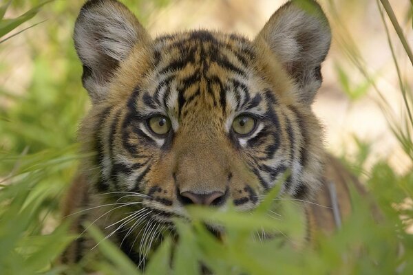 The tiger is watching from behind the bushes