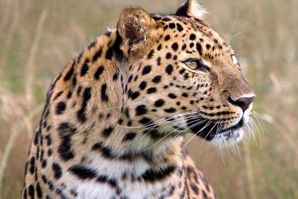 Ein genauerer Blick auf einen Leoparden in der Savanne