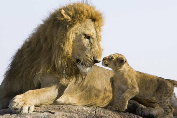 Lionne avec son petit