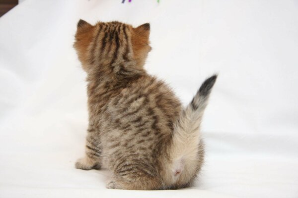 Mały kotek odwrócony plecami