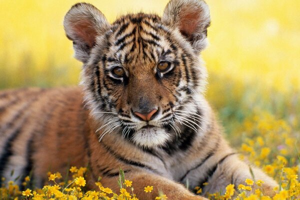 Nettes Tigerbaby im Gras