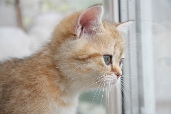 A red-haired kitten looks out the window