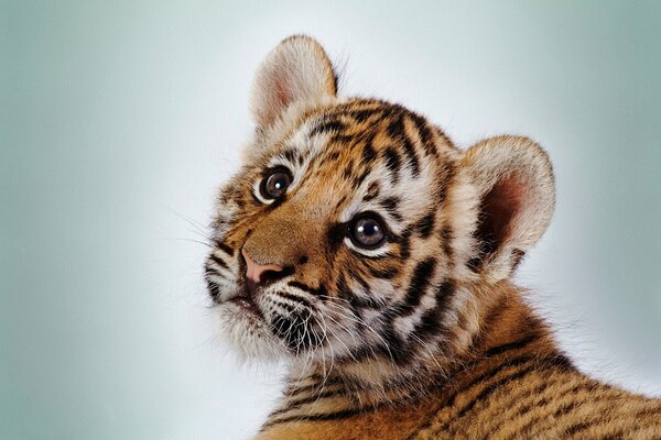 Piccolo cucciolo di tigre con occhi carini