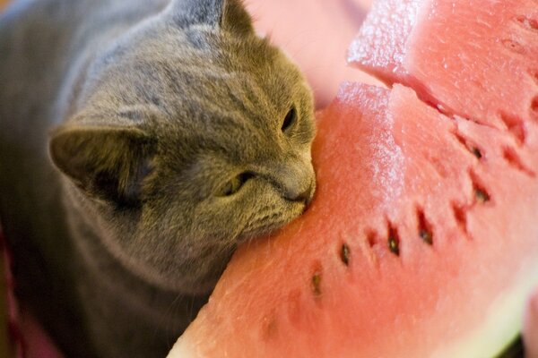 A serious cat tries watermelon