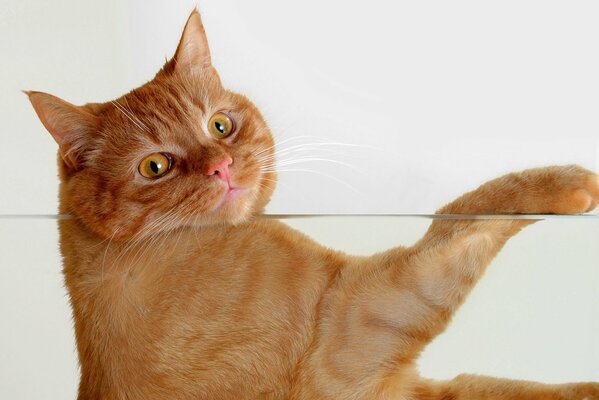 The red cat grabbed the glass with his paw