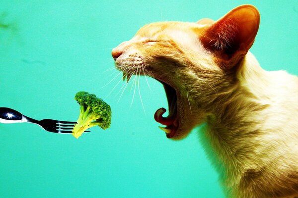 Chat mange avec une fourchette de brocoli