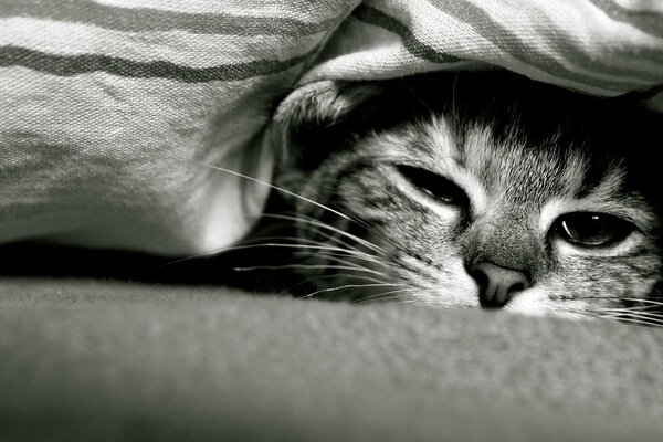 Eine Katze unter einer Decke mit einem schönen Maulkorb