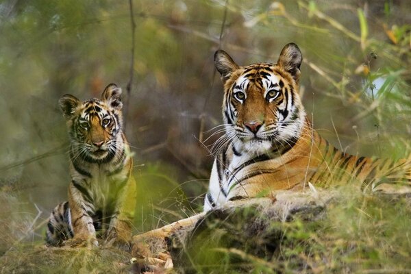 Eine Familie von Katzen. Eine Tigerin mit einem Tiger in der Natur