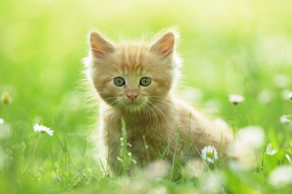 A little red kitten in the summer at the dacha