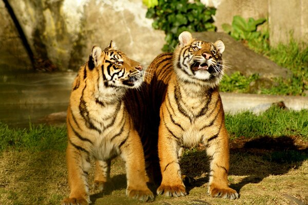 Два счастливых тигра играют на траве