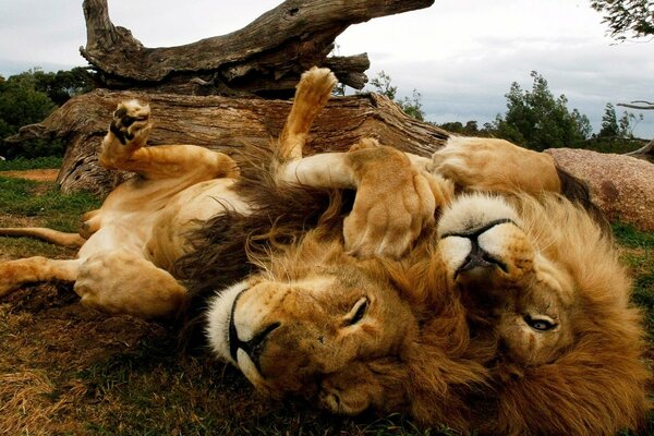 Dos leones en la Sabana