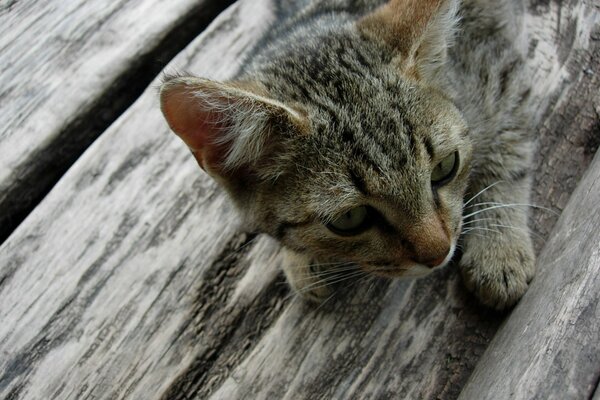 Chat gris se trouve sur un plancher de bois