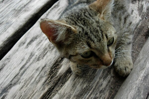 Gattino grigio sdraiato sul pavimento di legno