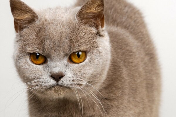 Eine pelzige Katze drückt Unzufriedenheit mit dem Blick aus