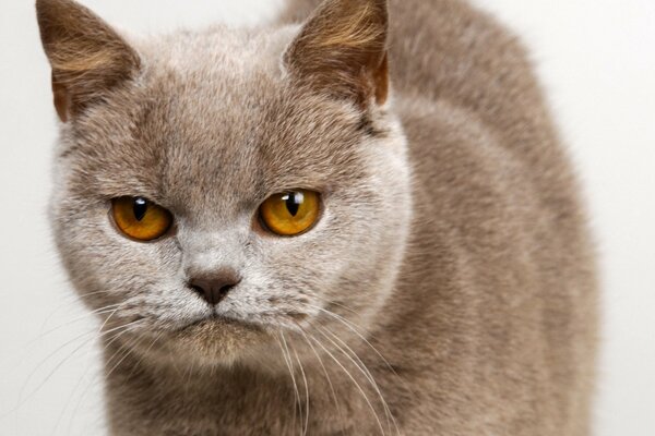 Le chat moelleux exprime son mécontentement avec le regard