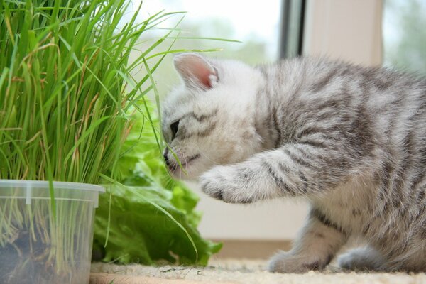 Kitten eats grass