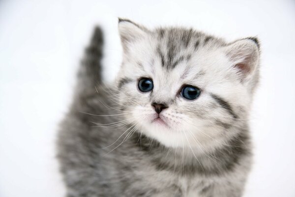 Joli chaton se tient debout et regarde attentivement