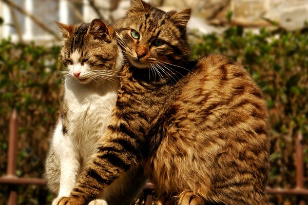 Feline spring hugs