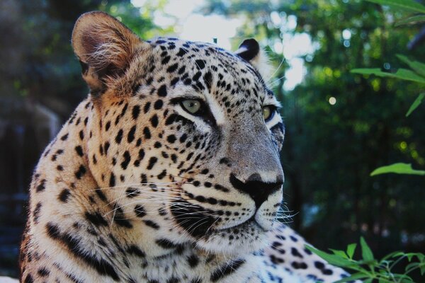 Il leopardo si siede con grazia sul letto