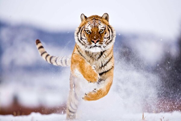 Winter tiger in a beautiful jump