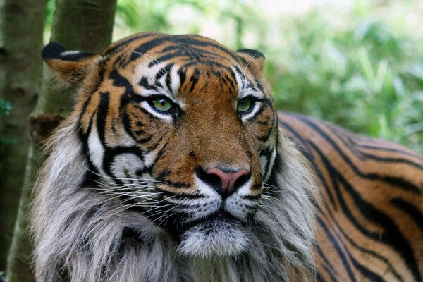 Schöner Tiger mit ernstem Blick