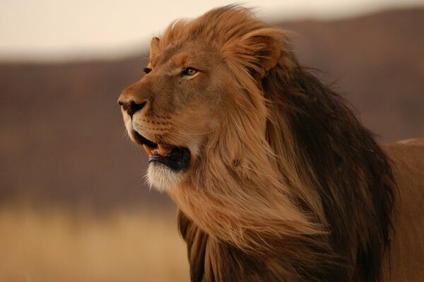 Шикарная грива молодого самца льва