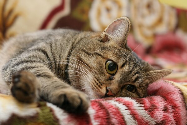 Gestreifte Katze oder Katze auf der Couch