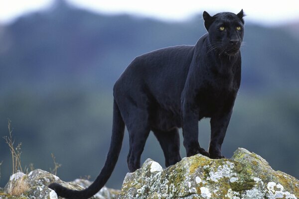 Black Panther stands on a mountain