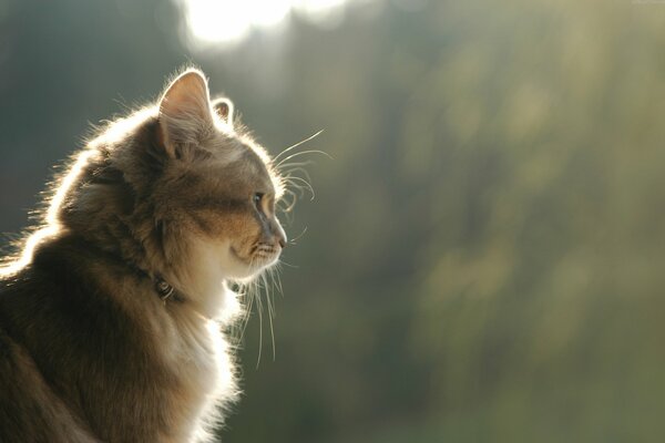 La mirada de un gato peludo de perfil