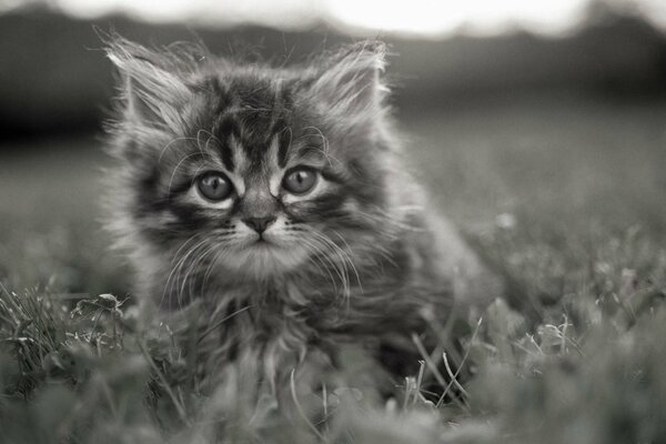 Chaton gris avec des yeux réfléchis