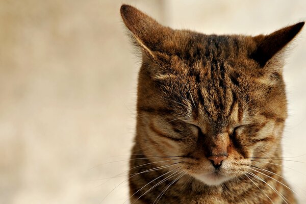 Filka when I scold him) closed his eyes and ears pulled back a cunning red cat in zen