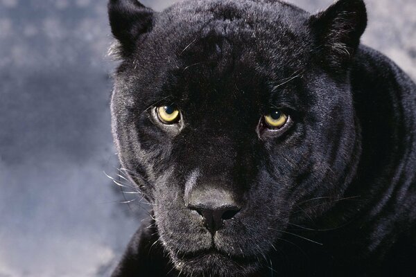 Yeux de chat panthère noire