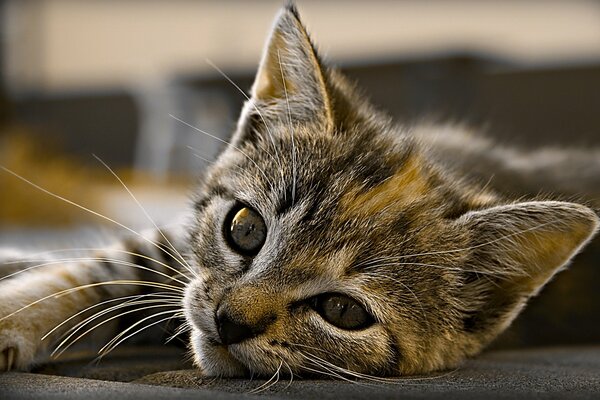 Un gatito descansando con una mirada cansada