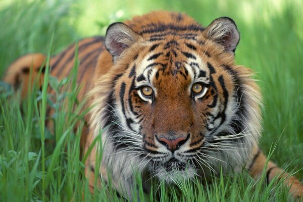 Der Blick eines Tigers im Hinterhalt im Gras