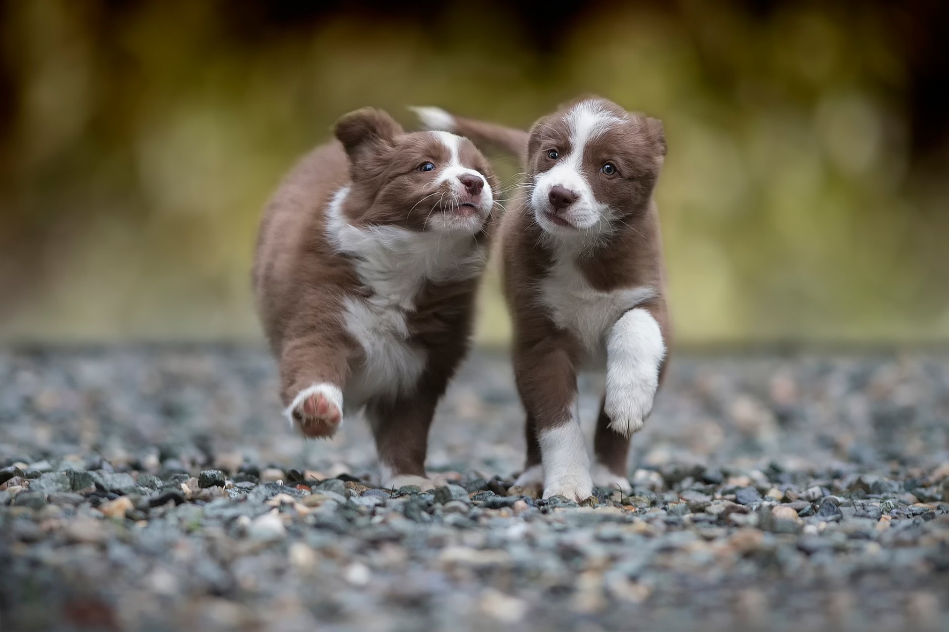 deux chiot courir