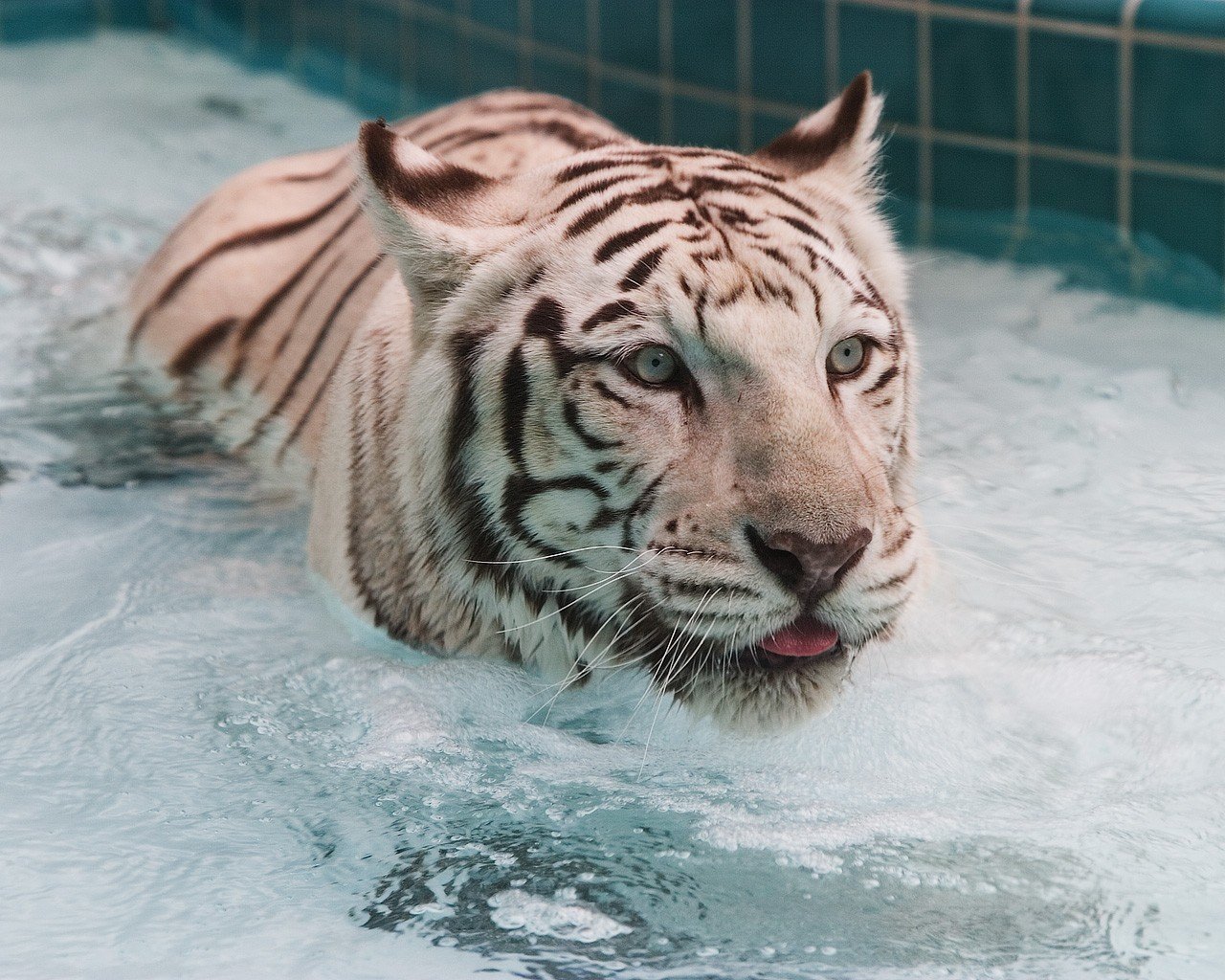 tigre blanc eau