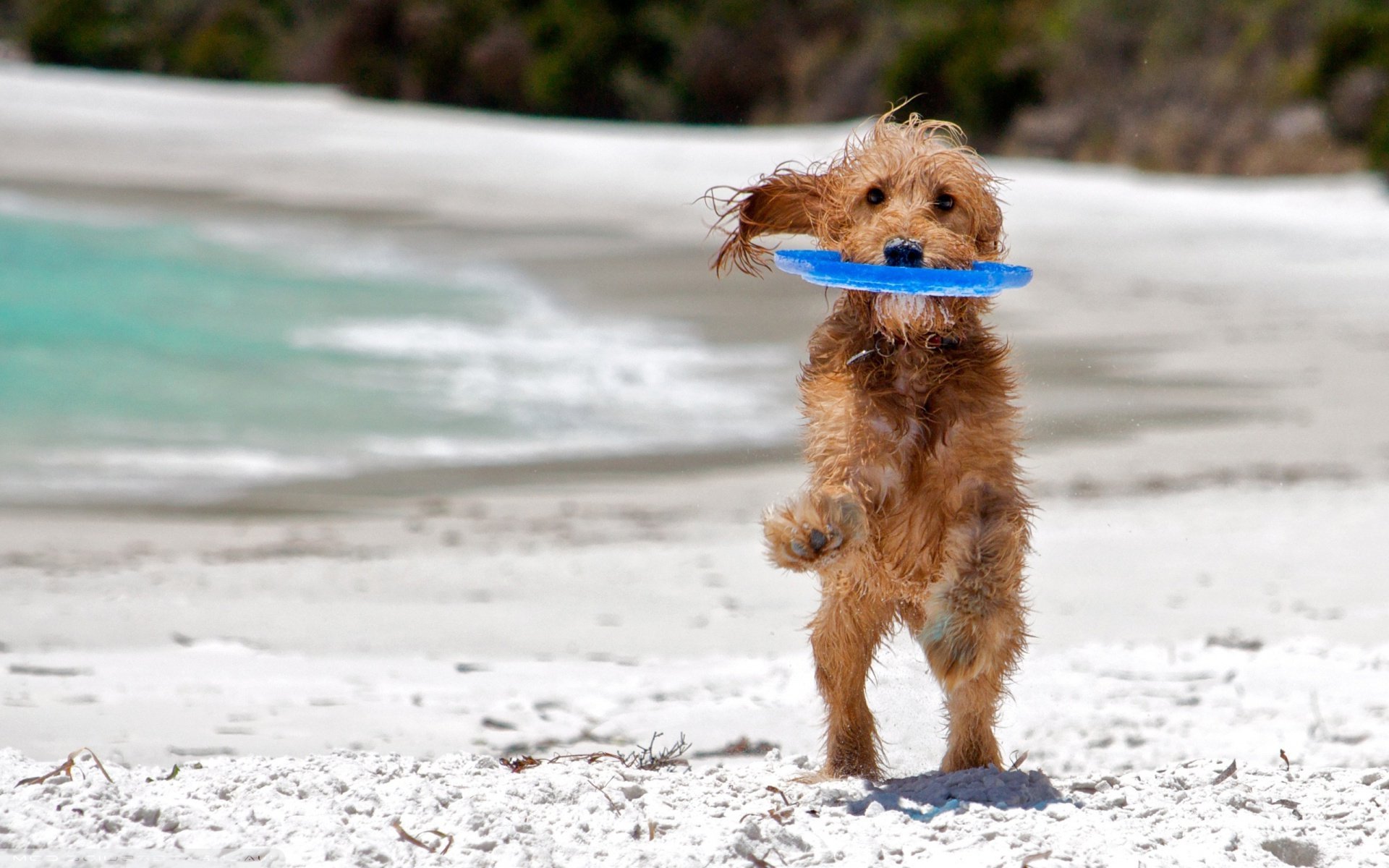 perro amigo mar playa juego mojado fondo papel pintado ancho pantalla completa pantalla ancha pantalla ancha jugar mojado