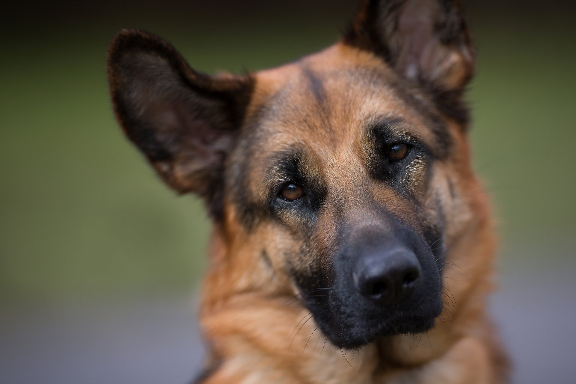 pastor alemán perro pastor perro hocico mirada retrato