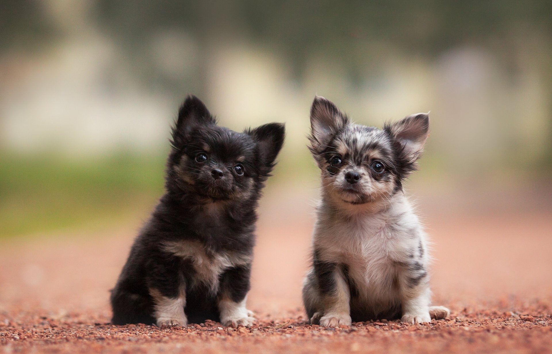 chihuahua perros cachorros niños pequeños pareja