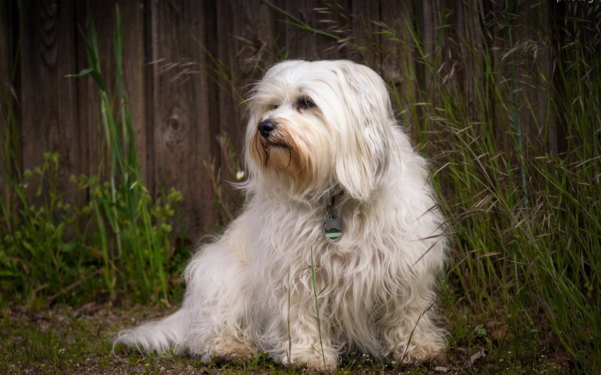 chien regard ami