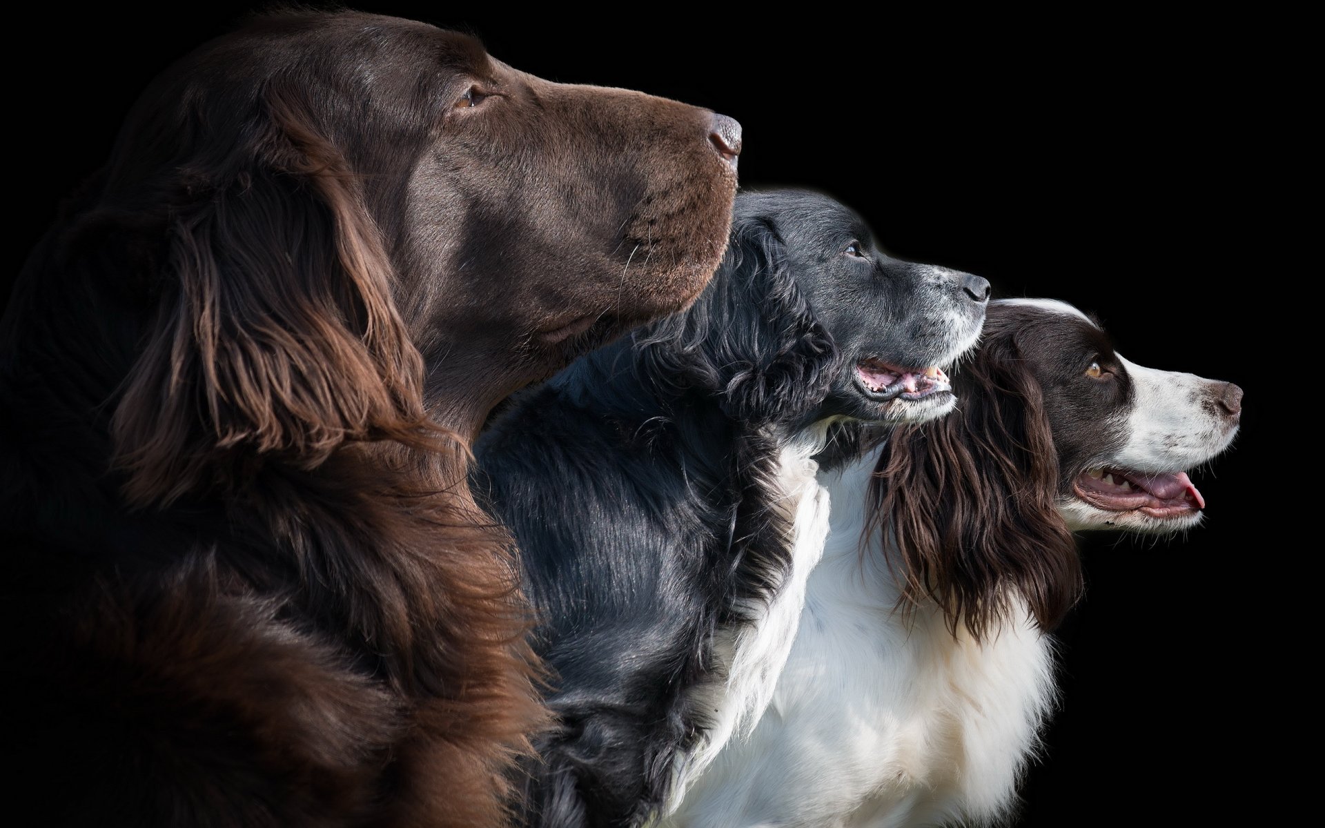 chiens amis fond