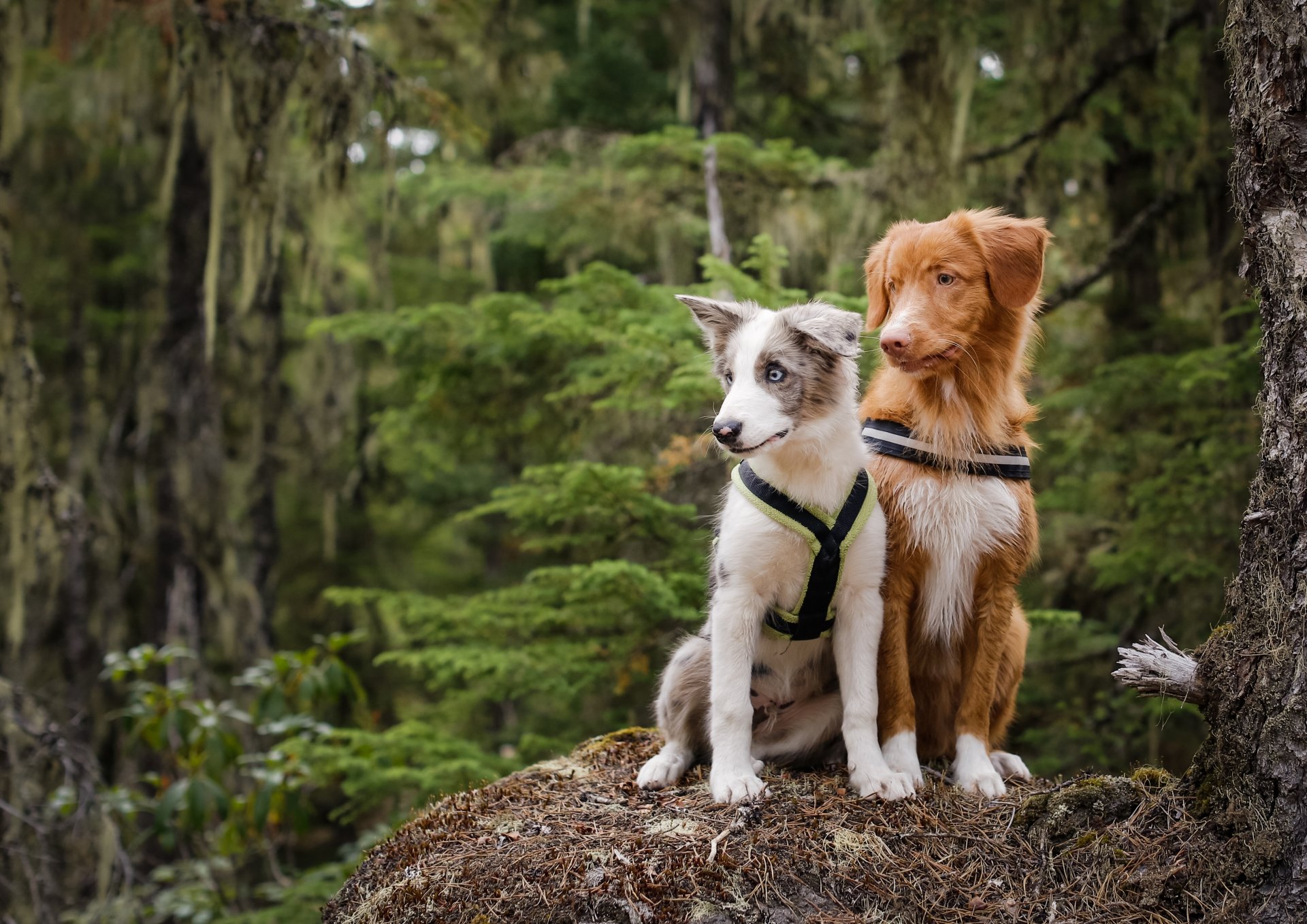 chiens couple forêt