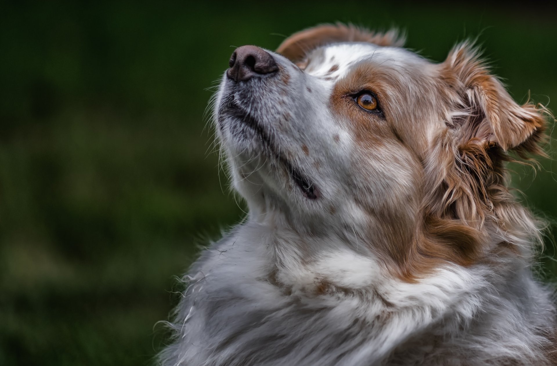 berger australien aussie chien museau portrait